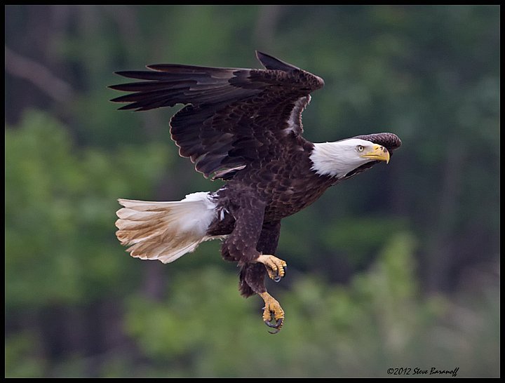 _2SB0355 american bald eagle.jpg